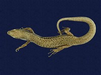 藏品(印度蜓蜥)的圖片